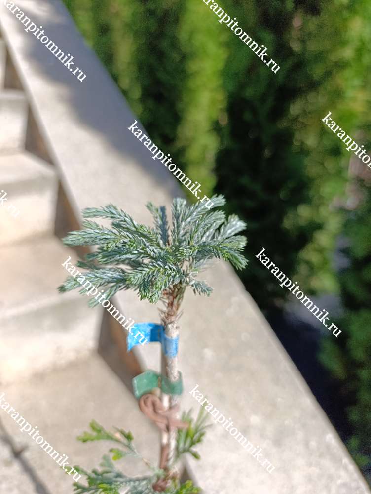 Кипарисовик горохоплодный Блю Мун (штамб Ра40) купить